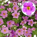 Bild von Bacopa P12 Pink